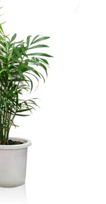 mlm plant