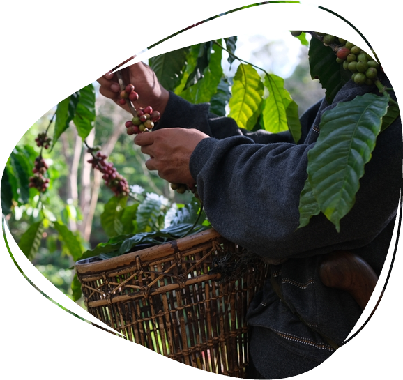 Sustainable and ethical sourcing